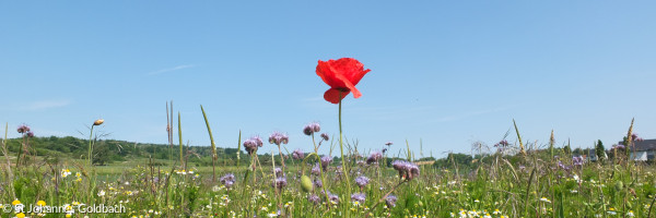 Blumenwiese